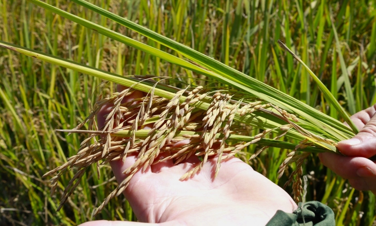 Com clima favorável na lavoura, colheita da safra de arroz está adiantada em SC
