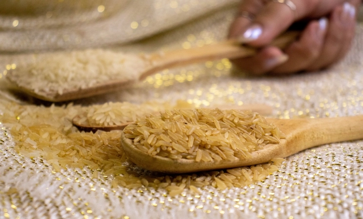 Arroz catarinense é rico em nutrientes e base para outros produtos