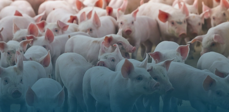 Gest&atilde;o inteligente na produ&ccedil;&atilde;o de su&iacute;nos: como a tecnologia da agrosys transforma o setor