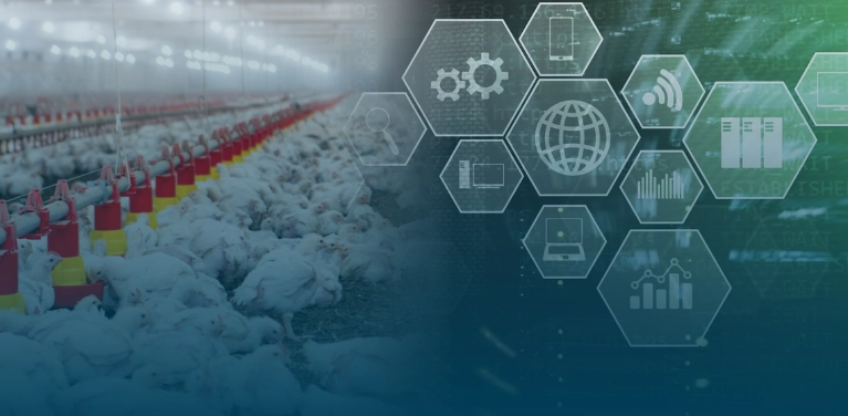 A avicultura de corte na era da transforma&ccedil;&atilde;o digital