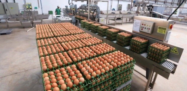 Rastreabilidade para produção de ovos comerciais