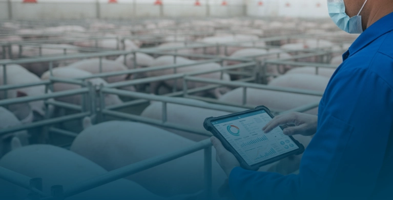 Biosseguridade na suinocultura: Como a tecnologia fortalece a preven&ccedil;&atilde;o de riscos sanit&aacute;rios e transforma a gest&atilde;o da produ&ccedil;&atilde;o