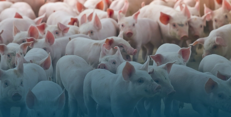 Gest&atilde;o inteligente na produ&ccedil;&atilde;o de su&iacute;nos: como a tecnologia da agrosys transforma o setor