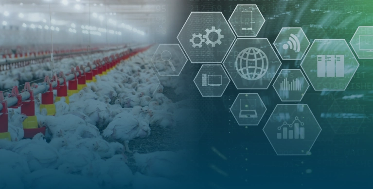 A avicultura de corte na era da transforma&ccedil;&atilde;o digital