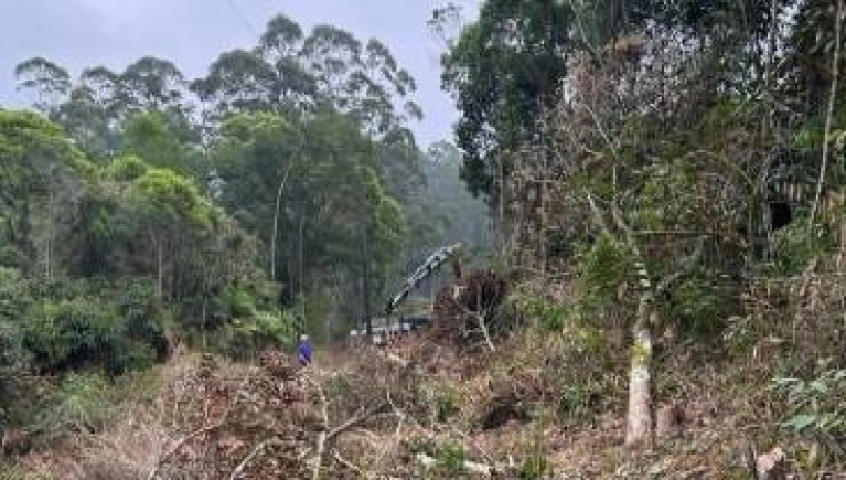 Poda em vegetação próxima das linhas de energia