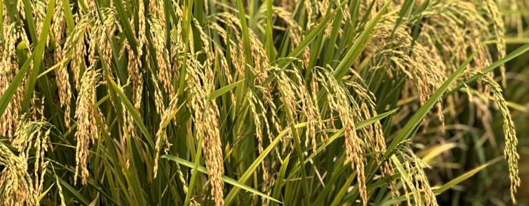 p-reposicionamento-do-p-p-strong-sindarroz-sc-strong-p