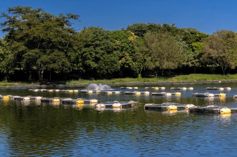 Gestão completa para a produção de pescados