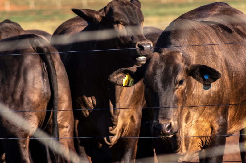 Gestão total do rebanho com máxima eficiência e segurança nas informações