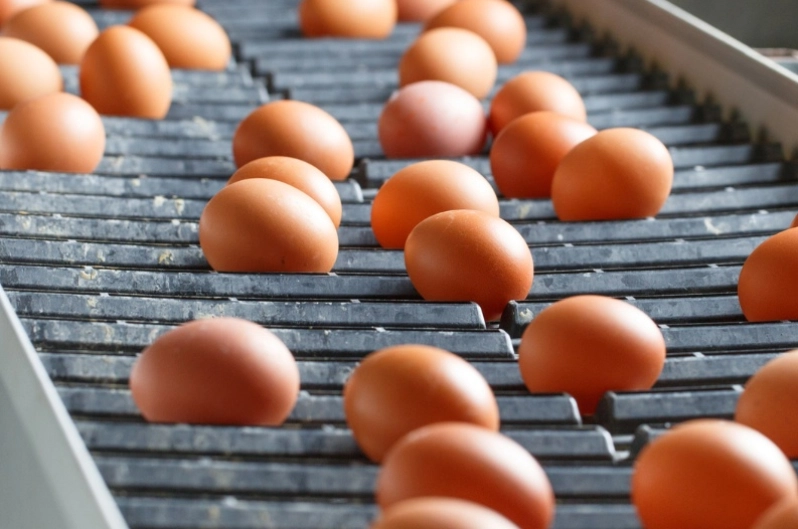 Garanta a gestão ideal para sua granja de poedeiras com a nossa solução