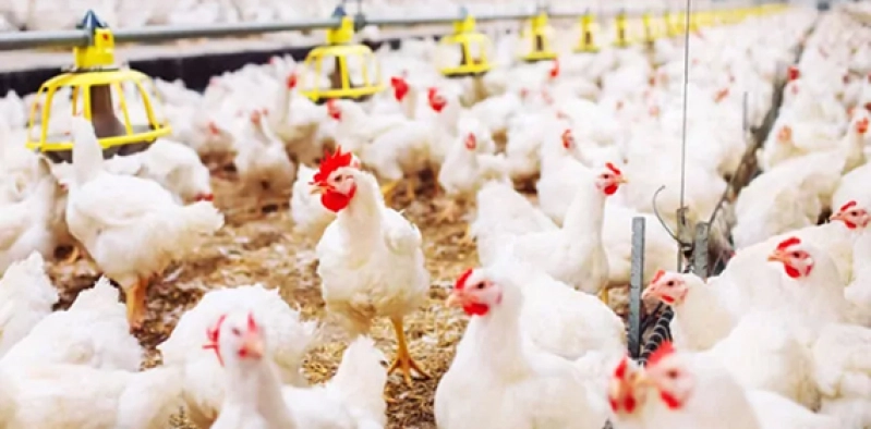 Em 2025 exportações de carne bovina crescem em função da alta demanda global