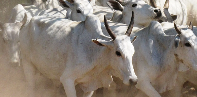 Preço do bezerro inicia novembro em alta no Mato Grosso do Sul