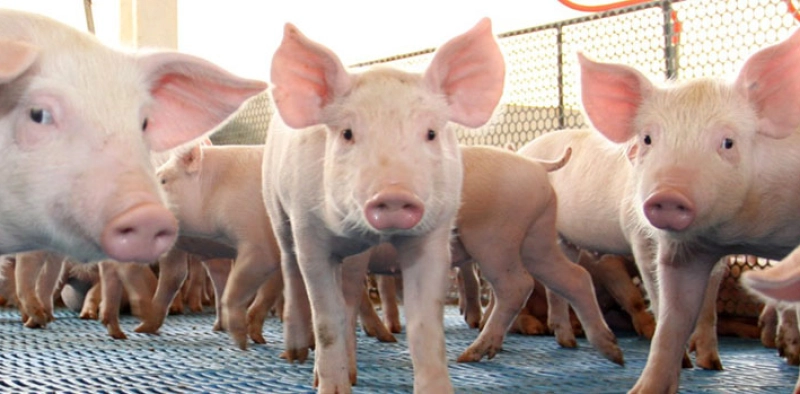 CNA e Cepea mostram recorde da população ocupada no agronegócio no 1º trimestre