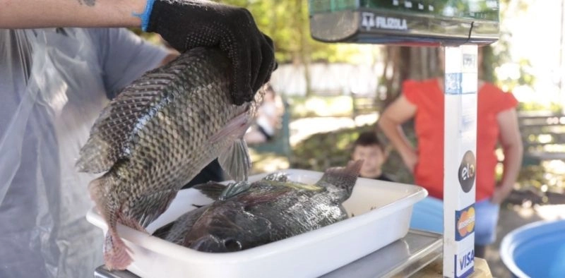 Feira do Peixe Vivo chega ao bairro Paranaguamirim, em Joinville; veja o pre&ccedil;o da til&aacute;pia