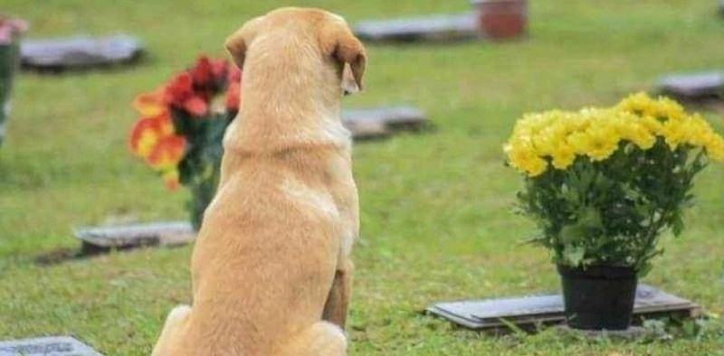 C&acirc;mara discute projeto que permite enterro de c&atilde;es e gatos com seus donos em cemit&eacute;rios de Joinville