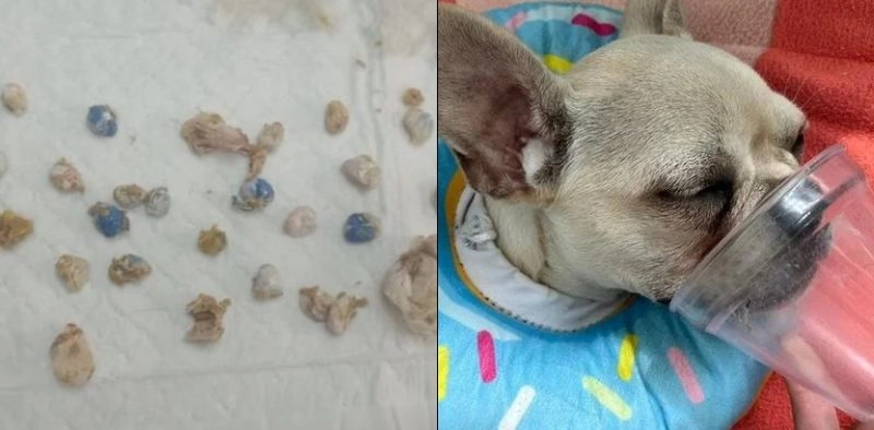 Cadela que ingeriu 55 pedras de crack tem piora e precisa ser transferida para UTI fora de Joinville