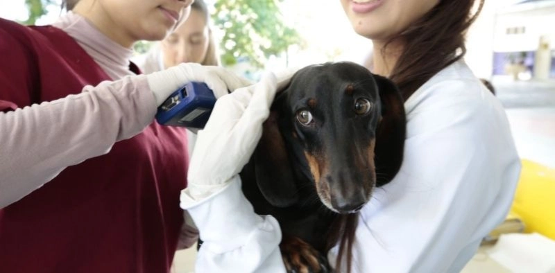 Joinville promove mutir&atilde;o a&ccedil;&atilde;o gratuita de microchipagem e vacina&ccedil;&atilde;o para pets neste s&aacute;bado