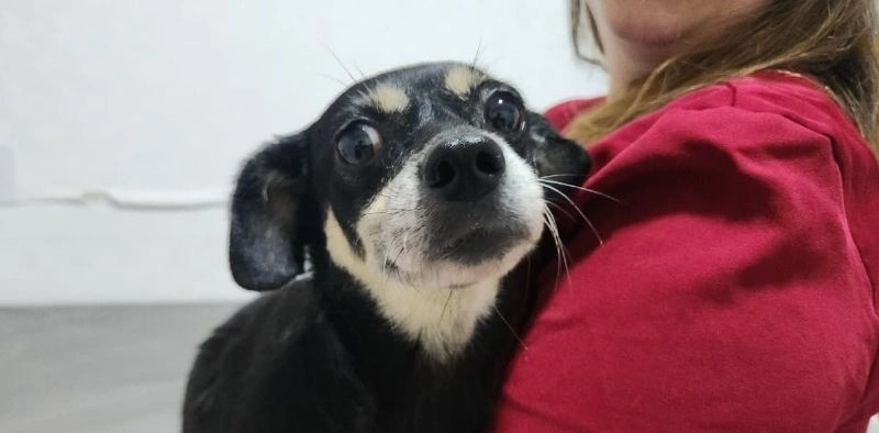 Cadela gr&aacute;vida foi doada pelo tutor antes de ser enterrada viva em Joinville