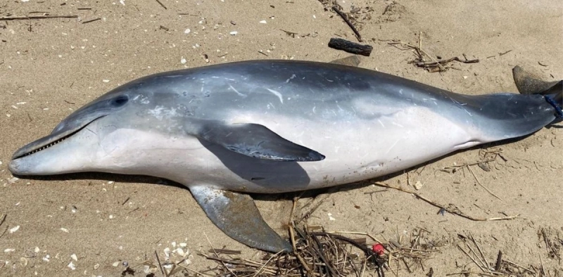 Golfinho &eacute; encontrado morto com sinais de agress&atilde;o em Balne&aacute;rio Barra do Sul