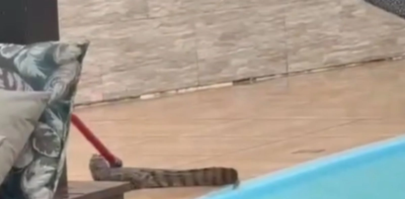 V&Iacute;DEO - Jacar&eacute; acaba dentro de piscina ap&oacute;s temporal em Florian&oacute;polis
