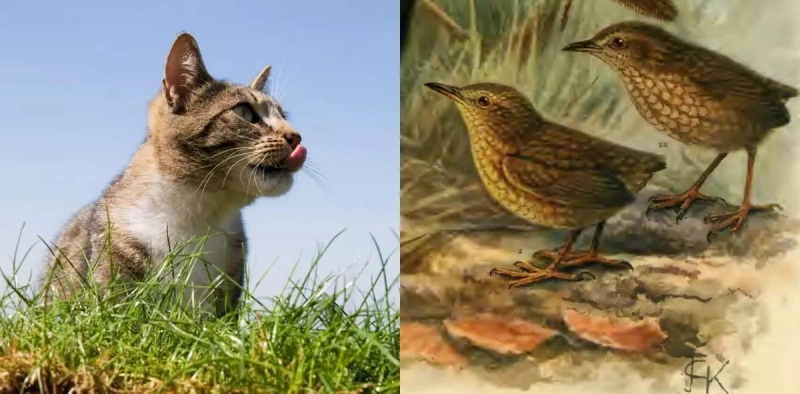 ARTIGO &ndash; Como uma &uacute;nica gata causou a extin&ccedil;&atilde;o de uma esp&eacute;cie inteira do planeta Terra