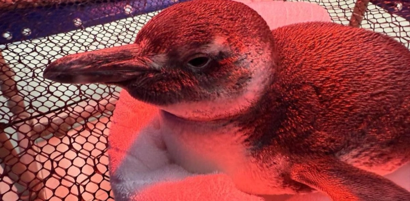 V&Iacute;DEO - Pinguim-de-magalh&atilde;es &eacute; resgatado ap&oacute;s ser encontrado debilitado por morador de Itapo&aacute;