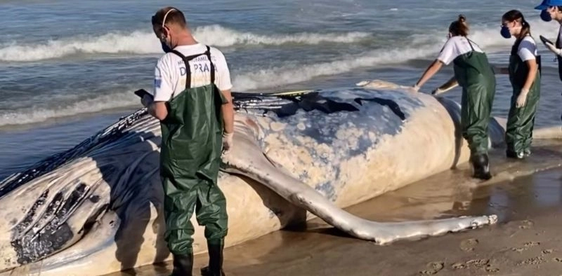 Baleia encontrada morta em praia de Barra Velha pode oferecer riscos biol&oacute;gicos &agrave; popula&ccedil;&atilde;o, alertam t&eacute;cnicos do PMP-BS