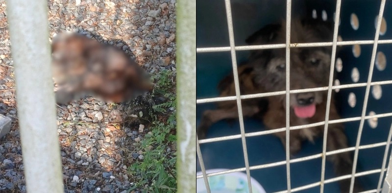 C&atilde;o morre por maus-tratos e &eacute; deixado jogado em quintal, em Joinville