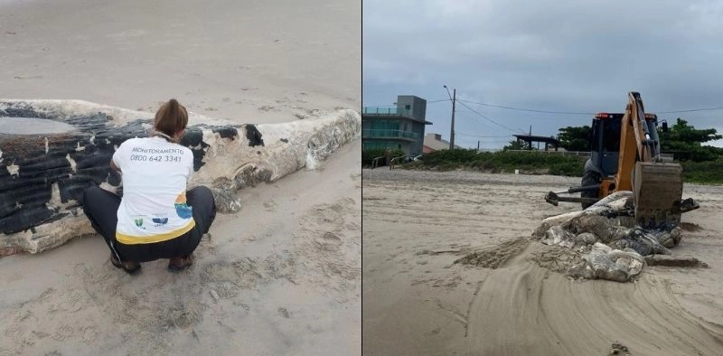 Baleia com marcas de mordidas de tubar&atilde;o &eacute; encontrada em praia de Itapo&aacute;