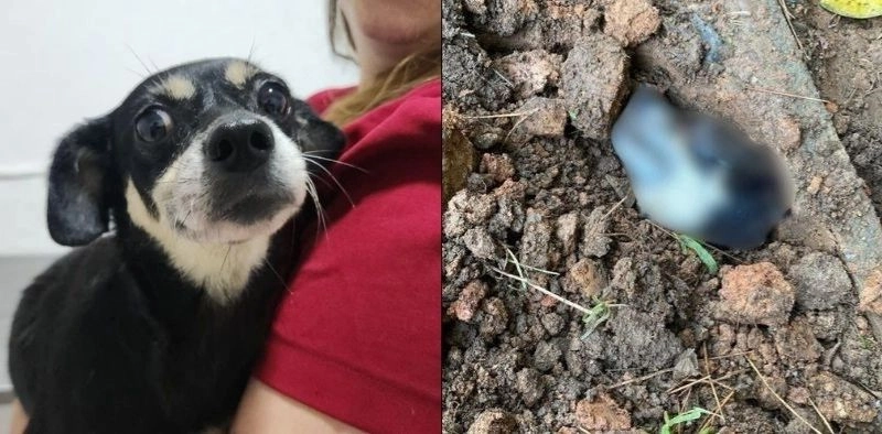 Caso Bonnie: tutor de cadela enterrada viva &eacute; denunciado por maus-tratos em Joinville