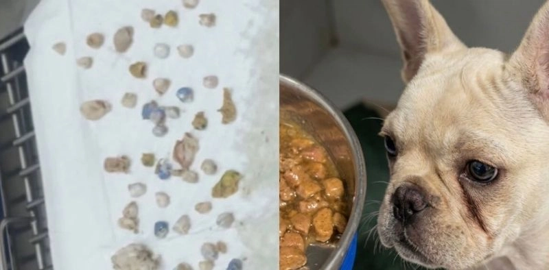 Cachorra passa por cirurgia ap&oacute;s comer 48 pedras de crack em Joinville