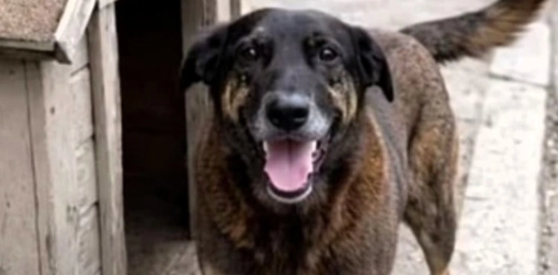 Um ato de resist&ecirc;ncia pelo Orelha