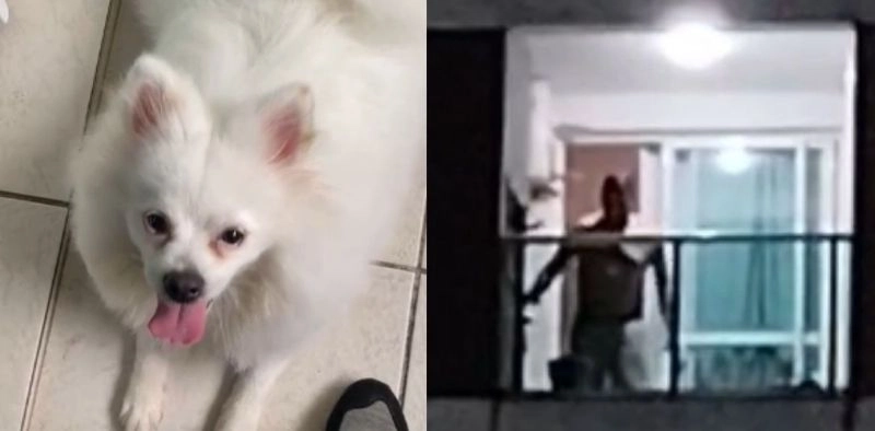 V&Iacute;DEO - Homem &eacute; flagrado chutando cachorro em sacada de apartamento, em Joinville