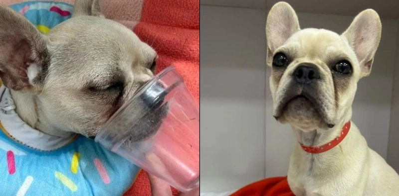 Cadela que engoliu 55 pedras de crack recebe alta da UTI