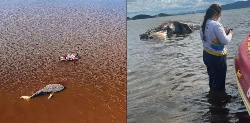 Baleia do tamanho de um pr&eacute;dio de tr&ecirc;s andares &eacute; encontrada morta em S&atilde;o Francisco do Sul