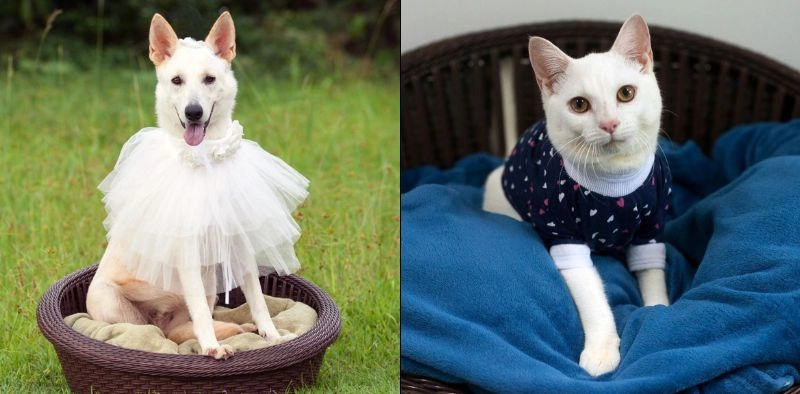 Feira de ado&ccedil;&atilde;o de c&atilde;es e gatos ocorre neste domingo em Joinville