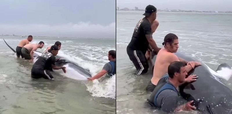 Surfistas resgatam filhote de baleia encalhada em S&atilde;o Francisco do Sul