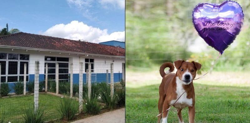 MPSC investiga poss&iacute;veis eutan&aacute;sias irregulares em animais para liberar espa&ccedil;o no CBEA de Joinville