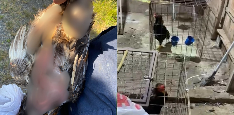 Opera&ccedil;&atilde;o resgata mais de 50 galos de rinha e aves amea&ccedil;adas de extin&ccedil;&atilde;o em Joinville