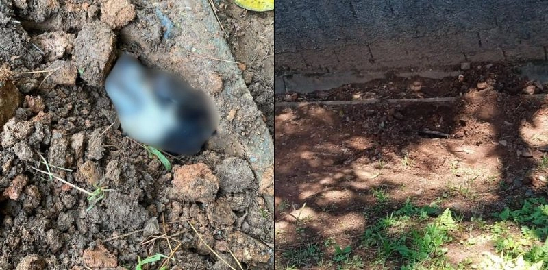 Cadela gr&aacute;vida &eacute; enterrada viva em condom&iacute;nio de Joinville; adolescentes s&atilde;o suspeitos