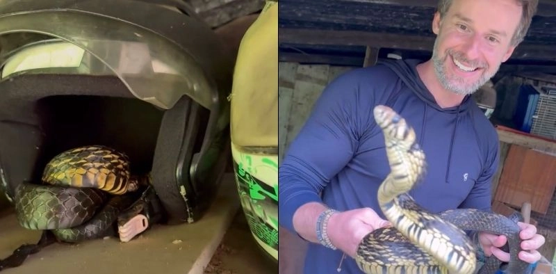 V&Iacute;DEO - Moradores levam susto ao encontrar serpente dormindo dentro de capacete em Jaragu&aacute; do Sul