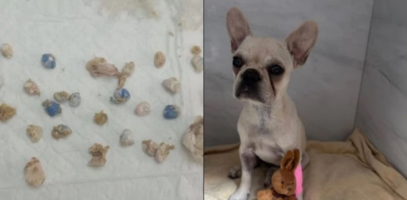 Justi&ccedil;a libera tutora de cachorra que ingeriu 55 crack em Joinville