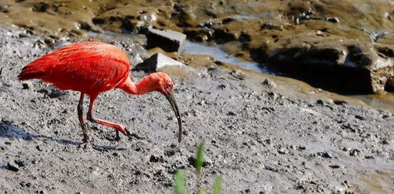 Guar&aacute;s‑vermelhos voltam a ser vistos em Joinville com a preserva&ccedil;&atilde;o dos manguezais